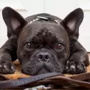 Video: perrito bulldog aplasta a nio en un parque