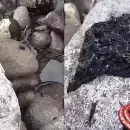 Video: capturan a un aterrador gusano parecido a Venom