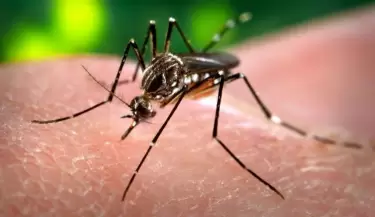 dengue1(2)