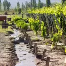 Emergencia agropecuaria: Irrigaci�n otorgar� importantes beneficios en el canon de riego