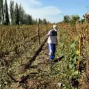 Emergencia agropecuaria: cuántas hectáreas fueron afectadas por heladas en Mendoza