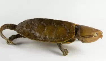 TORTUGA