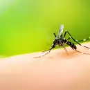 Dengue en Crdoba: hay 1.312 nuevos casos y ya suman ms de 4 mil