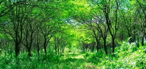bosquenativo