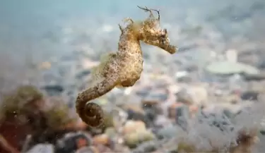 caballitodemar