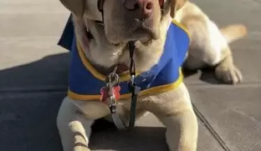 labradora
