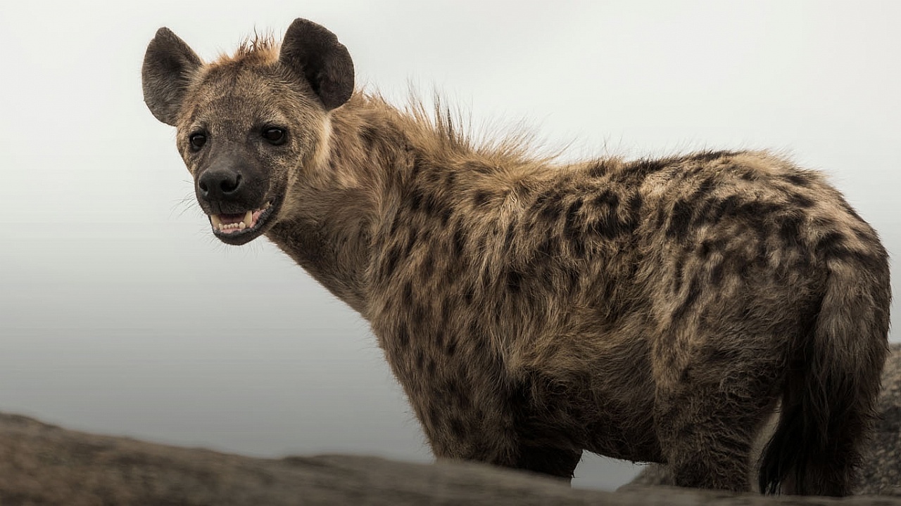 La increíble vida secreta de las hienas - Diario Mendoza