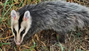 Didelphis pernigra