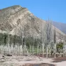 Por la sequa, declaran el estado de Desastre Agropecuario en Mendoza