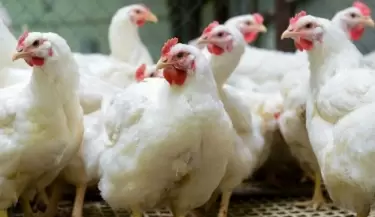 gallinas
