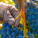 La expansi�n de la Lobesia botrana amenaza la producci�n vitivin�cola