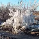 Heladas tard�as en Mendoza: un riesgo latente al final del invierno