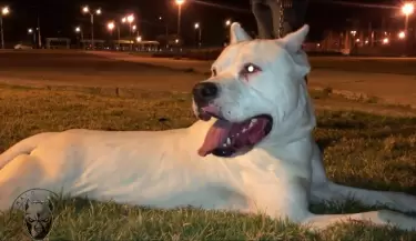 dogo1