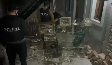 pajaros0