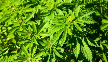 cannabis(3)