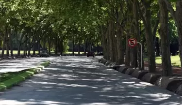 árboles(2)