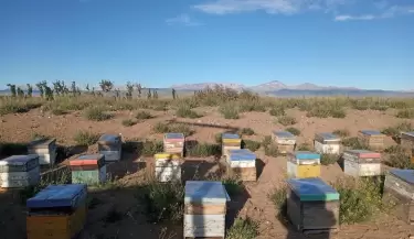 colmenas