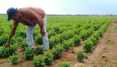 agrojusto