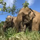 Pocha y Guillermina ya llegaron al Santuario de Elefantes en Brasil