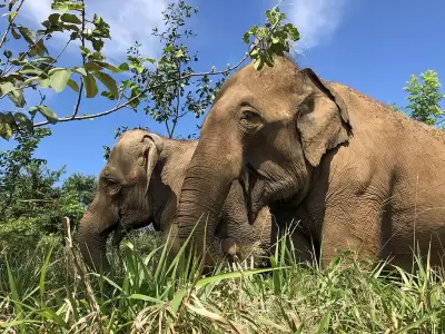 elefantas