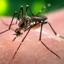 El problema es el mosquito?