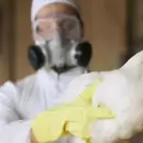 Ya se registraron casi un centenar de casos de influenza aviar en Argentina