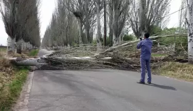 arbol(7)