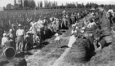 Inmigrantes-cosecha-de-uva(1)