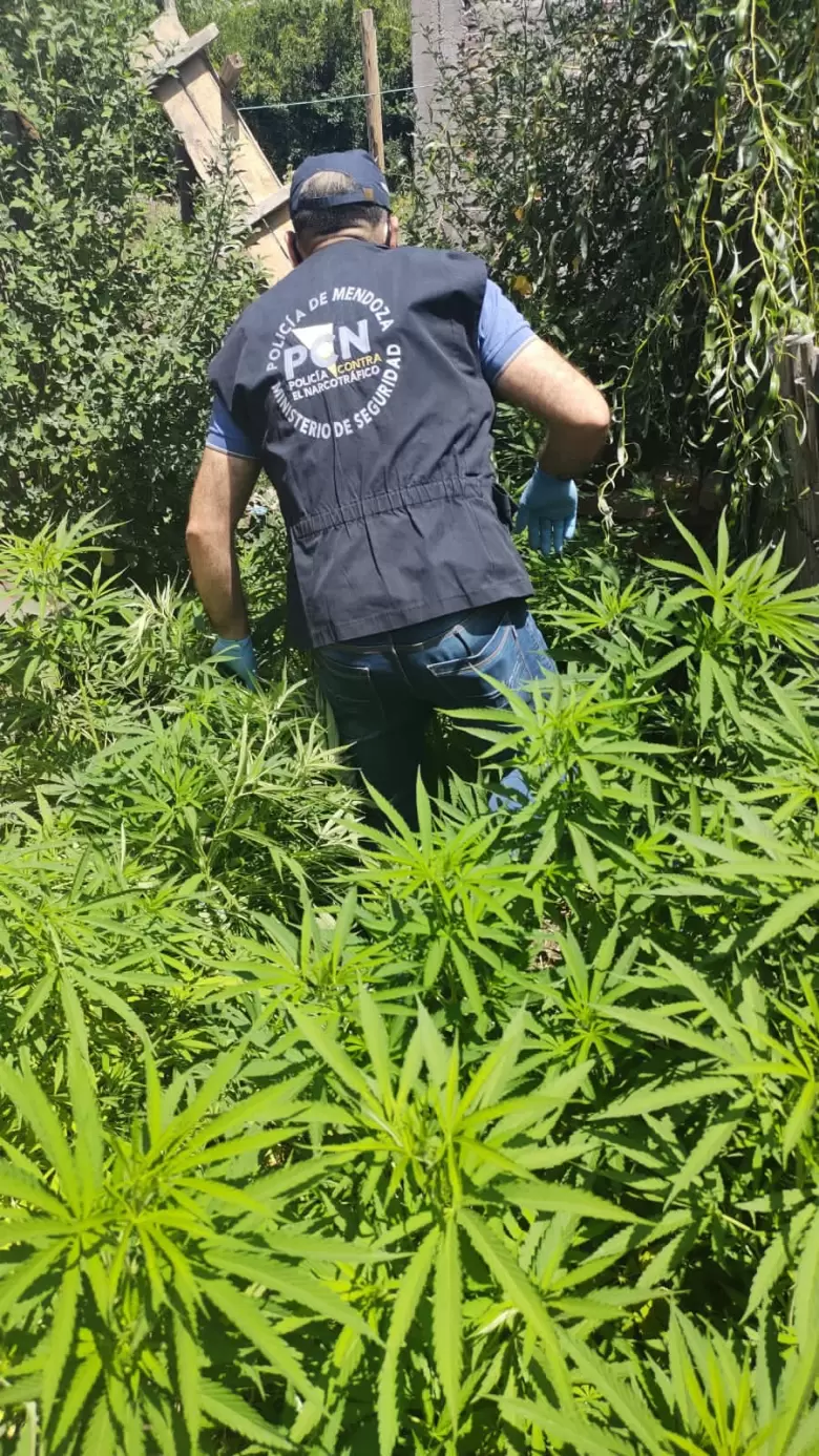 SECUESTRARON 14 PLANTAS EN SAN RAFAEL Y 30 EN ALVEAR