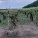 Unas 3 mil hectreas de cultivos arrasadas por el granizo en Rivadavia