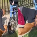 Un hombre practic RCP a un perro y logr salvarlo