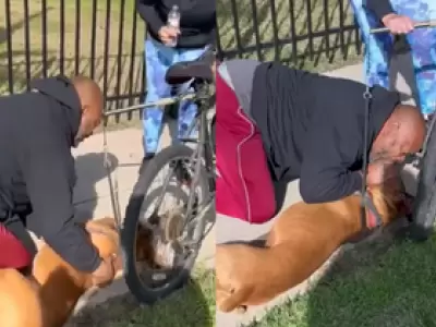 Un hombre le salv la vida a un perro practicndole RCP en plena calle