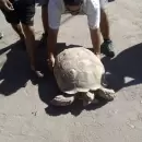 Encuentran una enorme tortuga en la Ciudad de San Rafael