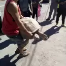 Volvi con sus cuidadores la tortuga que se "escap" en San Rafael