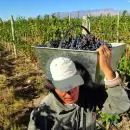 Mendoza y San Juan destinarán el 12% de la producción de uva para mosto
