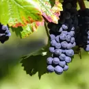 Productores vitivinícolas cooperativos celebraron el fin de la vendimia 2022