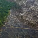 La deforestacin de la Amazonia marc un nuevo rcord para febrero