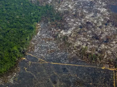 Deforestacin Amazonas