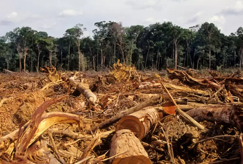 Deforestación amazonas