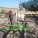 Detectan robo y faena clandestina de caballos en Santa Rosa