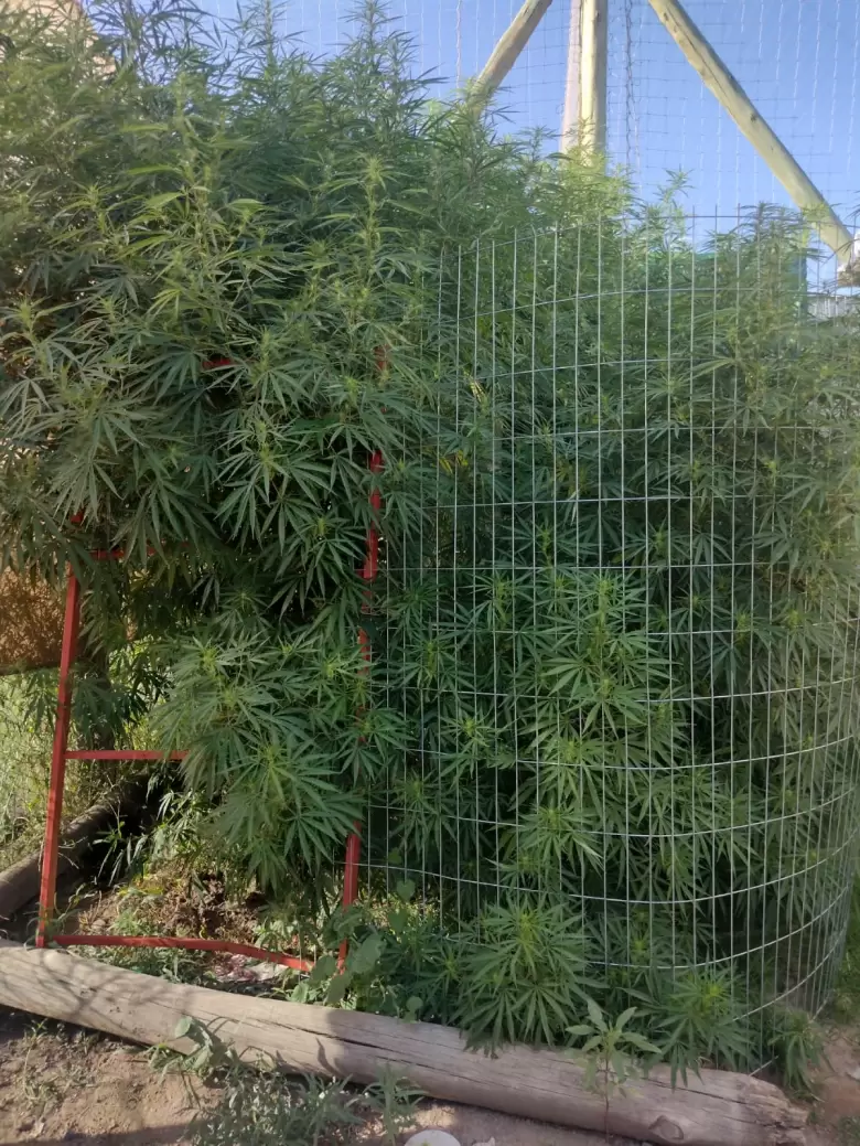 marihuana plantas