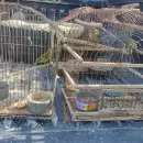 Secuestran aves autctonas y plantas de marihuana en Las Heras