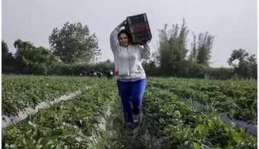 trabajadora rural