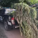 Padre e hijo detenidos en un "vivero de marihuana" en Tunuy�n
