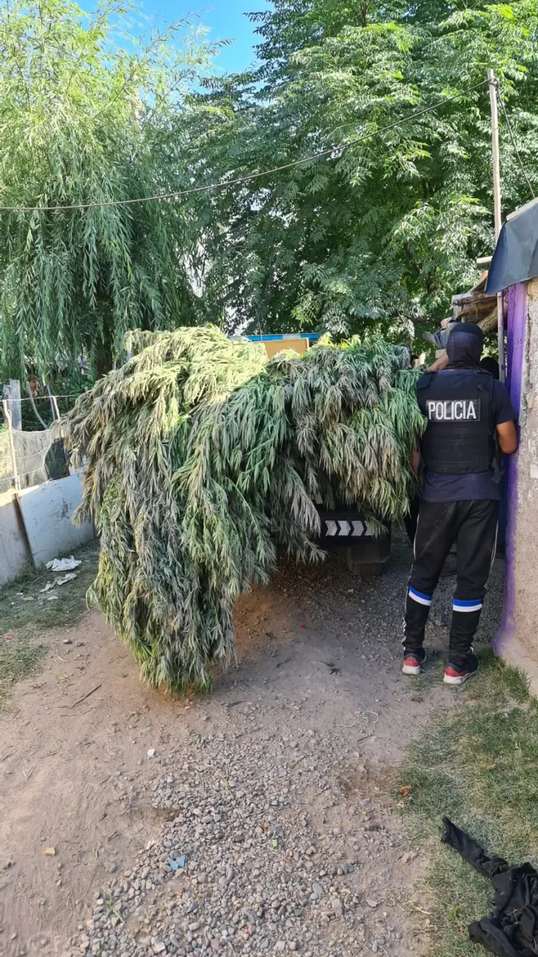 marihuana