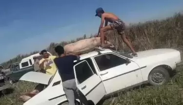 Cerdos carneados en la ruta en C�rdoba