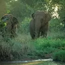 Mendoza le pide a Nacin que autorice a las elefantas del Ecoparque viajar a Brasil