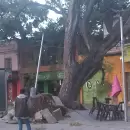Incendios, rboles, postes y ramas cadas dej el viento Zonda en Mendoza
