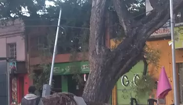 Árbol caído por el viento Zonda en Avenida San Martín y Coronel Plaza de Ciudad