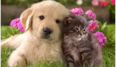 dia del animal